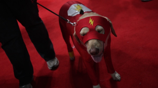 Illustration for article titled The Wonderful World Of Dog Cosplay